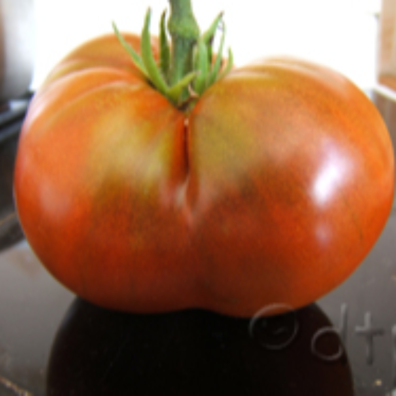 Chocolate Champion Dwarf Tomato Main Image